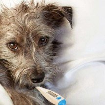 Manchas nos olhos dos pets podem indicar problemas: entenda a chamada lágrima ácida - Portal Giro 10