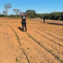 Polícia descobre mais um plantio de maconha em MG, o quarto em 21 dias - Pol&iacute;cia Civil/divulga&ccedil;&atilde;o