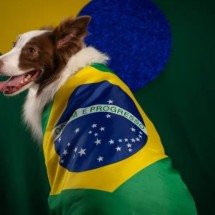 Veterinários alertam para cuidados com pets durante jogos da Copa - Tupi