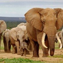 Força extrema na natureza: quem poderia enfrentar um urso-polar em um cenário puramente físico? - Portal Giro 10
