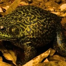 Som de boi e apetite voraz: rã invasora se espalha e vira problema ambiental em Florianópolis - Portal Giro 10