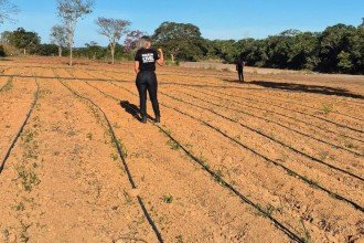 Polícia descobre mais um plantio de maconha em MG, o quarto em 21 dias