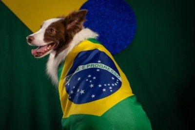 Veterinários alertam para cuidados com pets durante jogos da Copa -  (crédito: Tupi)