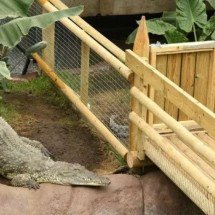 Homem é preso suspeito de jogar criança aos crocodilos - Cambridge News/Reprodução