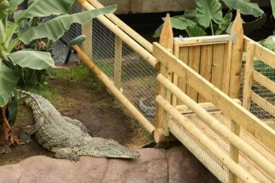 Crocodilos são mantidos em estrutura rebaixada, que contém barras para proteger os visitantes -  (crédito: Cambridge News/Reprodução)