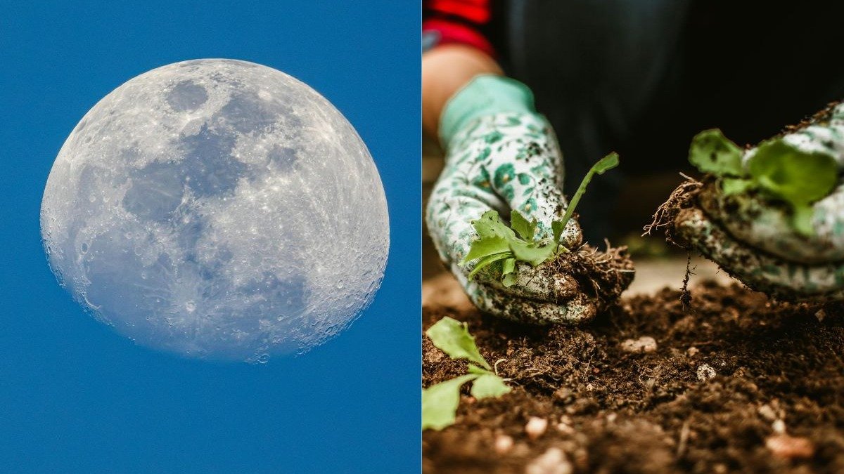 Saiba como as fases da Lua orienta o plantio e a colheita
