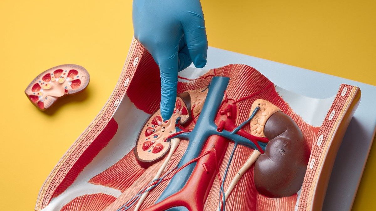Modelo anat&ocirc;mico dos rins destaca a import&acirc;ncia do &oacute;rg&atilde;o na preven&ccedil;&atilde;o e no combate ao c&acirc;ncer renal, tema central da reportagem. -  (crédito: Aris Leoven de corelens)