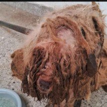 Caso Scooby: decisão judicial inédita chama atenção para a proteção animal e o combate aos maus-tratos no país - Portal Giro 10