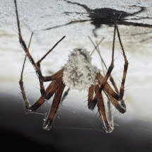 Descoberta na Amazônia revela aranha que imita fungo parasita e usa camuflagem para sobreviver e caçar - Portal Giro 10