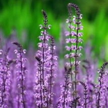 Plantas exigem cuidados específicos conforme o ambiente - Pixabay