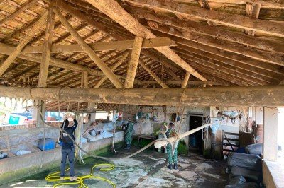 Polícia Civil com apoio da Polícia Ambiental e da Vigilância Sanitária fecha abatedouro clandestino. -  (crédito: PCMG)