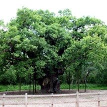 Ícone de Robin Hood, o Major Oak é declarado morto após mais de mil anos na Sherwood Forest - Portal Giro 10