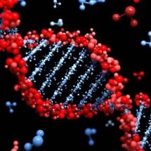 Estudo sugere que humanos podem ter capacidade regenerativa adormecida - Portal Giro 10