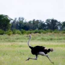 Se humanos são resistentes, por que ainda perderiam para um avestruz em uma corrida de longa distância? - Portal Giro 10