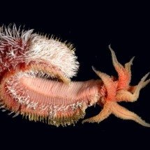 O verme que desafia a morte: conheça o habitante das profundezas que sobrevive em calor extremo - Portal Giro 10