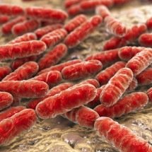 Substância produzida por bactéria marinha mostra potencial contra melanoma - Portal Giro 10