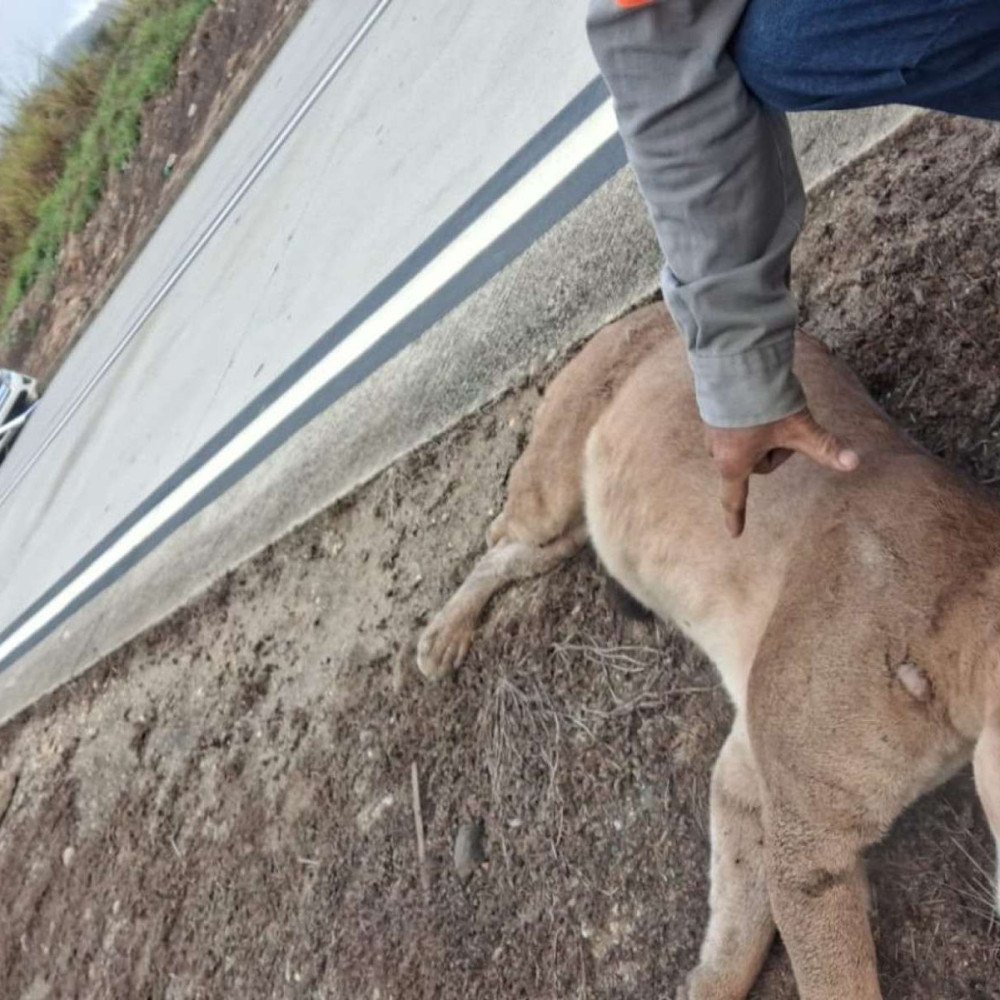 Onça-parda morre atropelada na BR-381