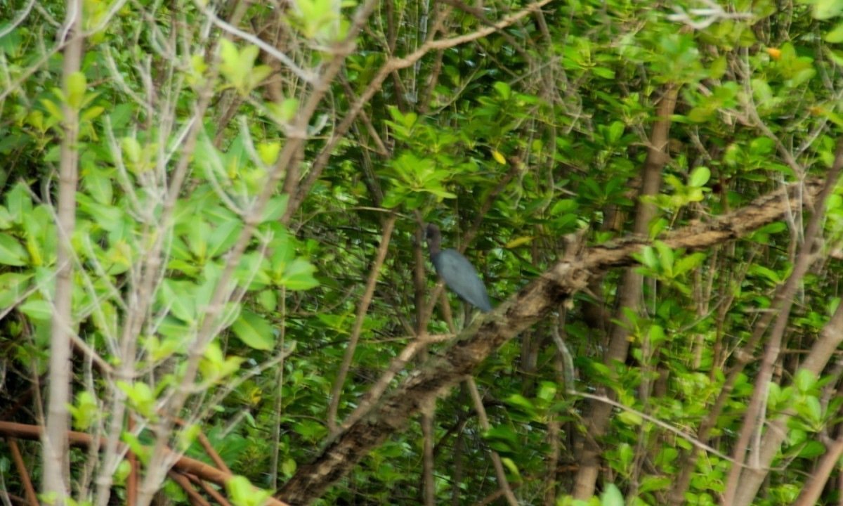 Garça-azul: uma moradora da Lagoa de Guaraíras-Quéren Hapuque/EM/D.A Press