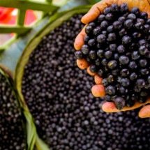 Estudo brasileiro: açaí pode ajudar a proteger o cérebro de adolescentes - Divulgação