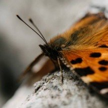 Borboleta que quase não envelhece intriga cientistas e pode revelar segredos da longevidade - Portal Giro 10