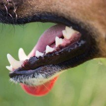 Mau hálito em cães e gatos pode indicar doenças graves, alertam veterinários - Portal Giro 10