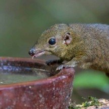 Por que existem tão poucos mamíferos venenosos? Entenda o fenômeno na natureza - Portal Giro 10