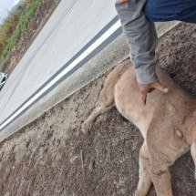 Onça-parda morre atropelada na BR-381 em MG - Redes Sociais/Reprodução
