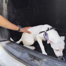 Vídeo: cão é resgatado pela PM após passar 24h trancado em carro em MG - PMMG