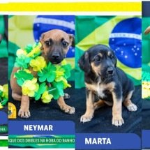 Em clima de Copa, PBH lança campanha de adoção de pets - Divulgação/PBH