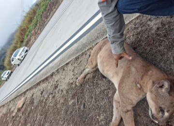 Onça-parda morre atropelada na BR-381, próximo ao túnel no trecho de Antônio Dias -  (crédito: Redes Sociais/Reprodução)