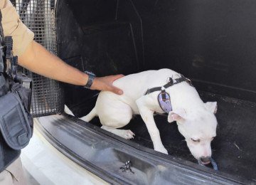 Havia apenar uma pequena abertura no vidro para o cachorro respirar -  (crédito: PMMG)