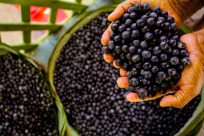 Pesquisa feita no Brasil demonstrar as propriedades do açaí que beneficiam cérebro de adolescente -  (crédito: Divulgação)