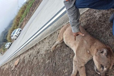 Onça-parda morre atropelada na BR-381, próximo ao túnel no trecho de Antônio Dias -  (crédito: Redes Sociais/Reprodução)