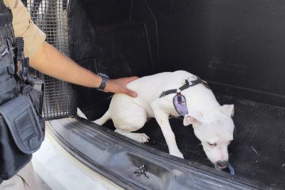 Havia apenar uma pequena abertura no vidro para o cachorro respirar -  (crédito: PMMG)