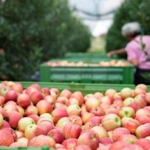 Umidade e a temperatura ameaçam exportação de alimentos - DINO