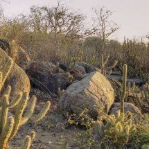 Bioma exclusivo do Brasil, Caatinga abriga espécies raras e sustenta milhões de pessoas - Portal Giro 10