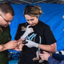 Contagem faz mutirão de castração e adoção de pets neste sábado (27/6) -  Luci Sallum