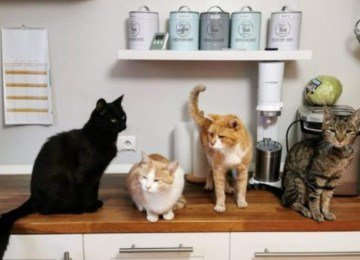 Gatos, aliás, são pets populares em todo o mundo, e também são conhecidos por sua inteligência, exibindo diversas características de astúcia e adaptação aos ambientes. -  (crédito: Dietmar Ludmann/Unsplash)