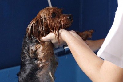 No inverno, o intervalo entre os banhos e a temperatura da &aacute;gua s&atilde;o cruciais para a sa&uacute;de e imunidade dos pets. -  (crédito:  Acervo Rede Formar)
