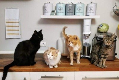 Gatos, aliás, são pets populares em todo o mundo, e também são conhecidos por sua inteligência, exibindo diversas características de astúcia e adaptação aos ambientes. -  (crédito: Dietmar Ludmann/Unsplash)