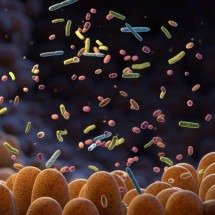Urolitina A e microbiota intestinal: o elo entre alimentação e proteção do intestino - Portal Giro 10