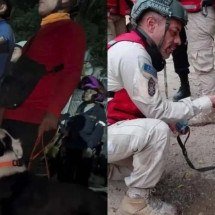 Cão resgatado de maus-tratos salva 12 pessoas em terremoto na Venezuela - Reprodução/Redes Sociais