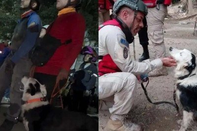 Cão Tsunami ajuda em resgates na Venezuela -  (crédito: Reprodução/Redes Sociais)