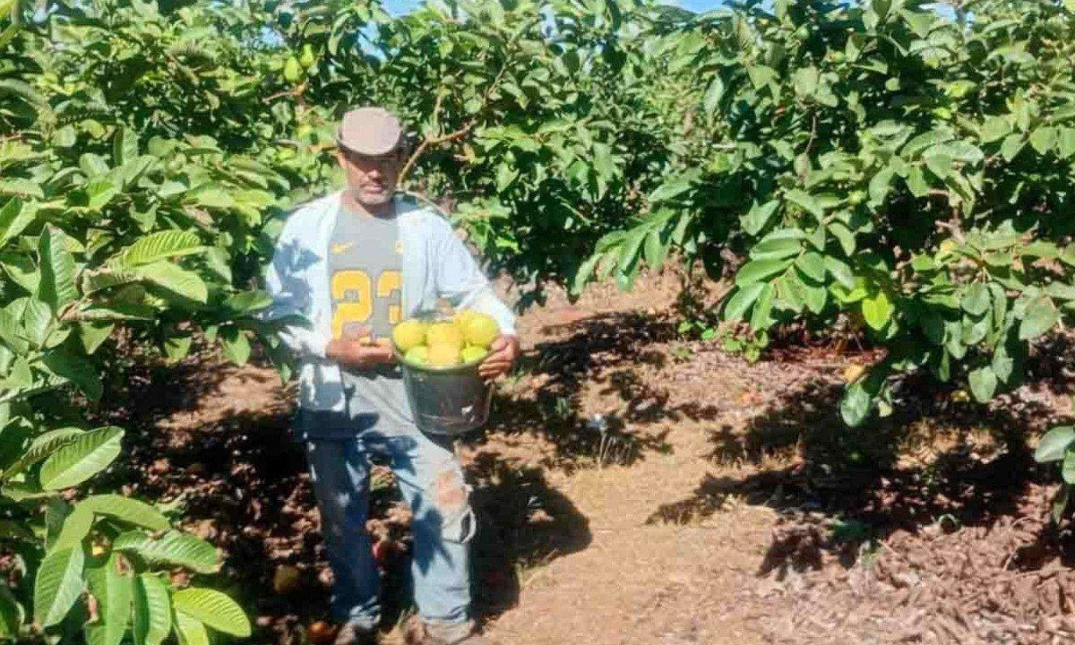 Vilson Barbosa da Silva abandonou 17 anos de carregador em S&atilde;o Paulo para investir na planta&ccedil;&atilde;o de goiabas, que vende para cidades do Norte de Minas       