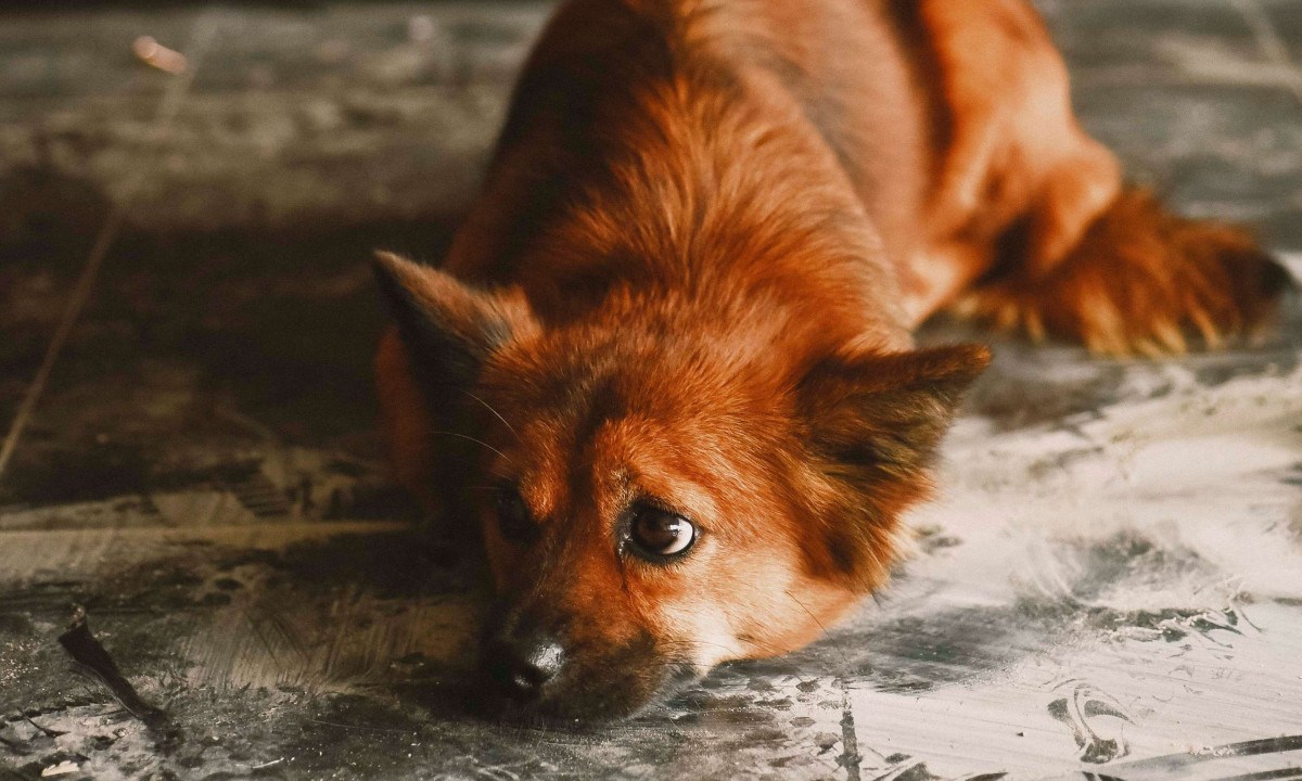 Apatia e mudanças de comportamento podem ser os primeiros sinais de que seu pet ingeriu algo tóxico e precisa de ajuda urgente. - (crédito: Pexels/ DUONG QUÁCH)