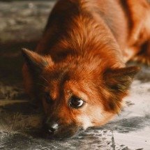 Granizo em MG: veja como proteger os pets durante a tempestade - Pexels/ DUONG QU&Aacute;CH