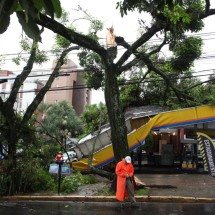 Preocupado com árvore na rua? Veja regras da PBH para poda - Édesio Ferreira/EM