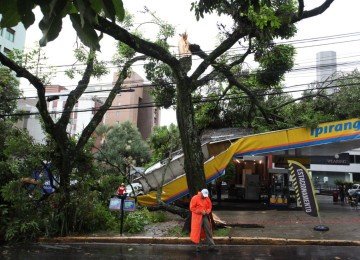 Saiba como solicitar serviços de poda e corte de árvore -  (crédito: Édesio Ferreira/EM)