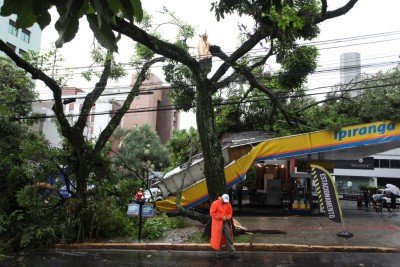 Saiba como solicitar serviços de poda e corte de árvore -  (crédito: Édesio Ferreira/EM)
