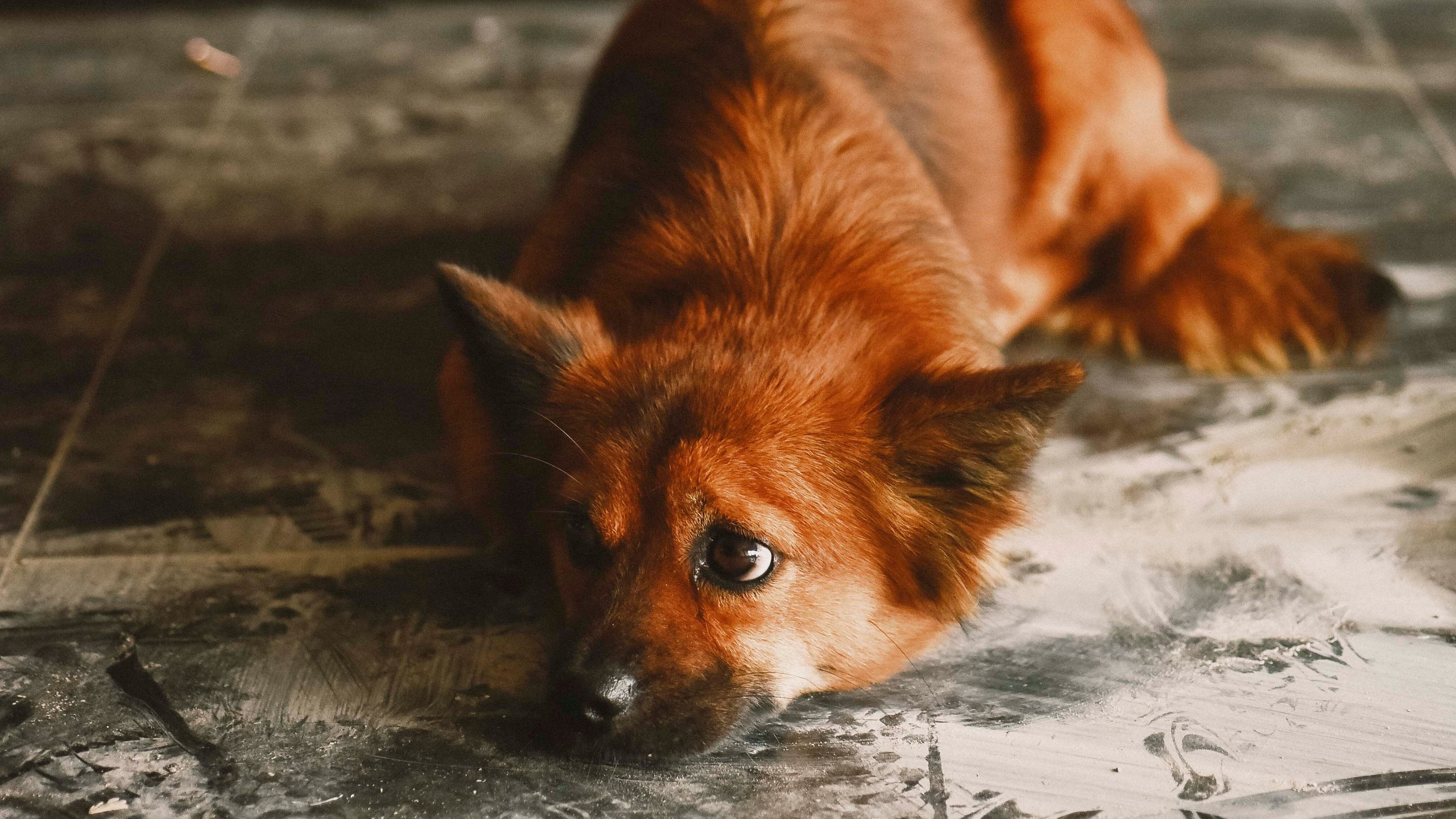 Meu pet comeu veneno; o que fazer? Guia de primeiros socorros - Pexels/ DUONG QU&Aacute;CH